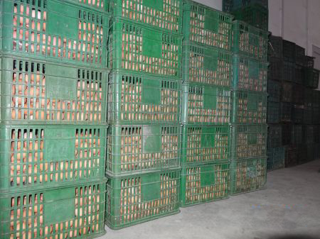 鮮蛋保鮮冷庫貯藏方法，雞蛋保鮮冷庫保鮮技術(shù)